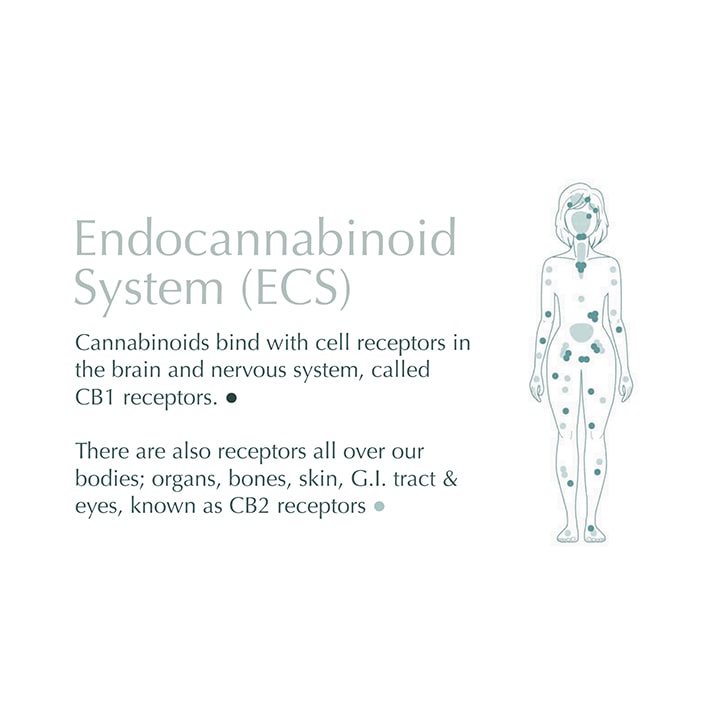 THC, the Endocannabinoid System, and Pain
